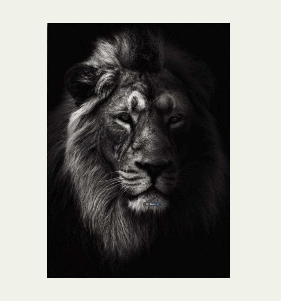 Royal Gaze