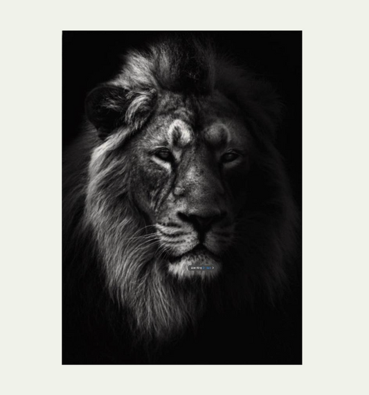 Royal Gaze